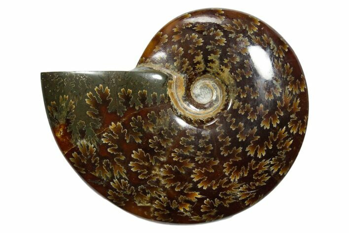 Polished Ammonite (Cleoniceras) Fossil - Madagascar #348519